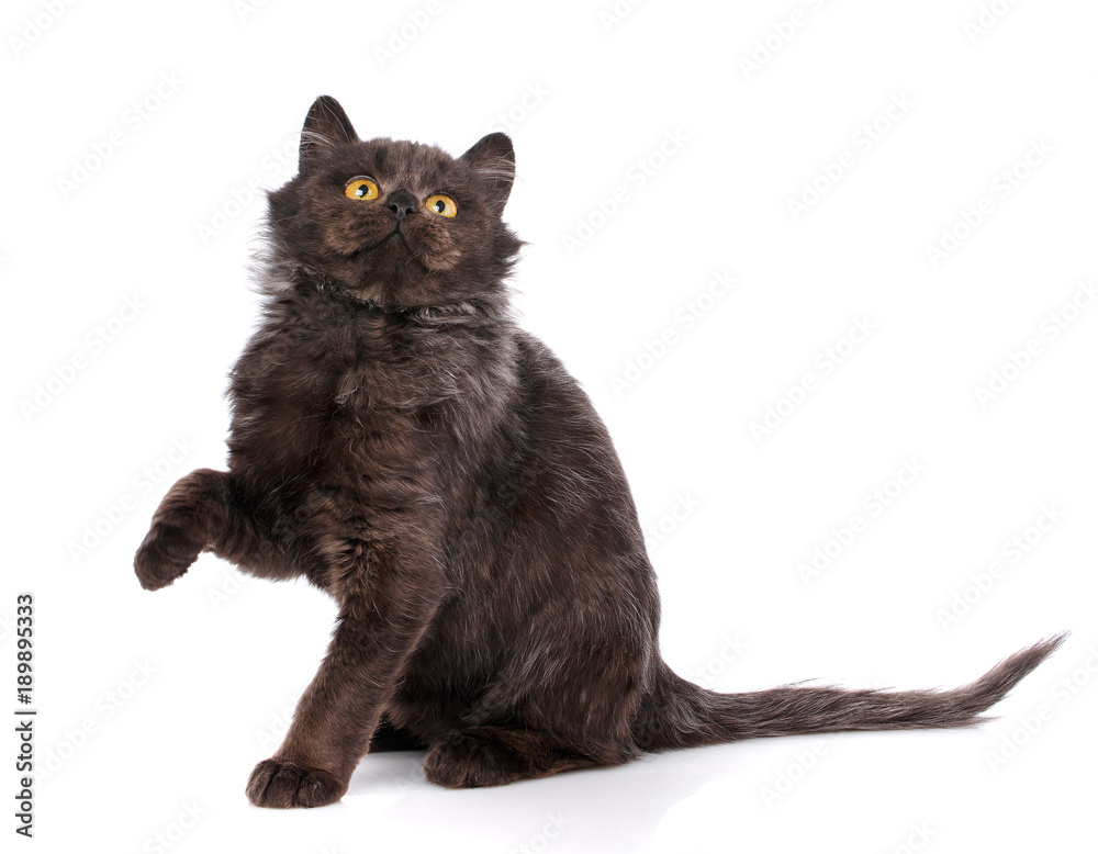 A playful black kitten on a white background.