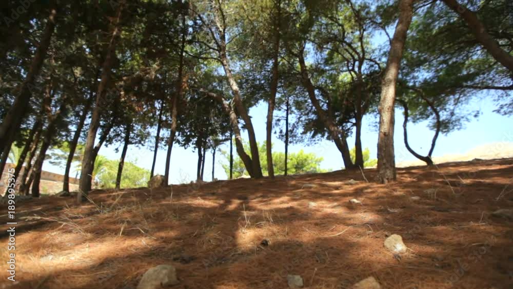 Walking through the pine forest on a sunny day. Slow motion Walking through the pine forest on a sunny day. Slow motion
