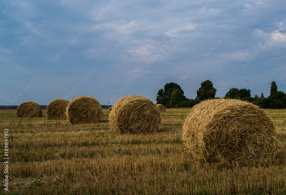 Sheaves of hay on the field