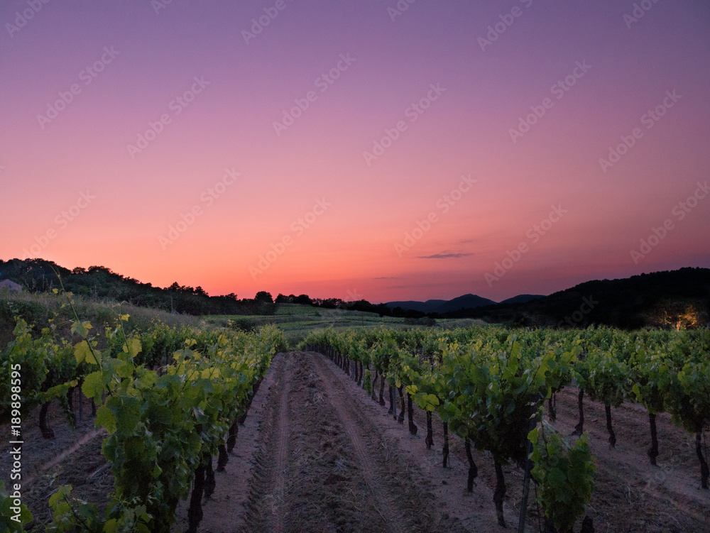 Sunset on vineyard in the south of the France