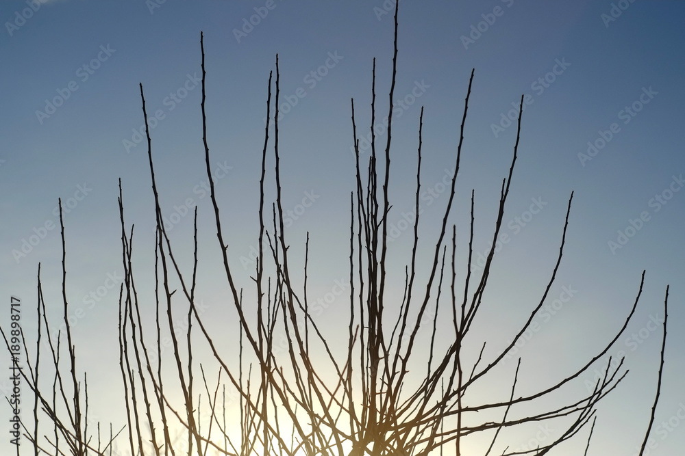 Winter tree Winter tree