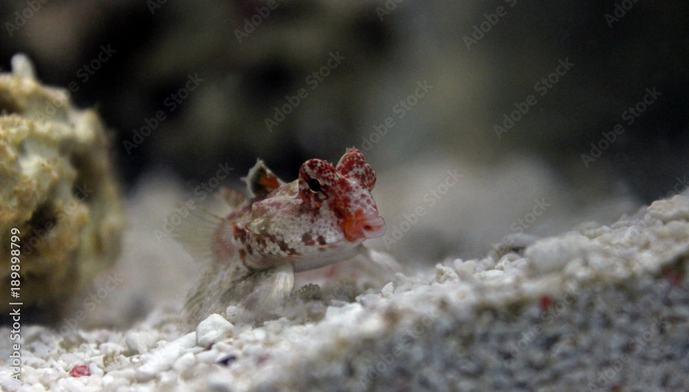 Red Scooter Dragonet (Synchiropus stellatus) Red Scooter Dragonet (Synchiropus stellatus)
