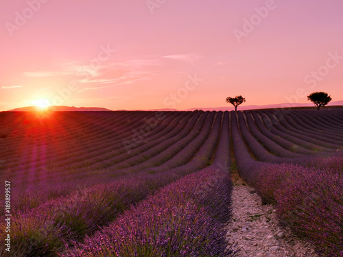 Fototapeta Naklejka Na Ścianę i Meble -  Sunrise over fields of lavender in the Provence, France