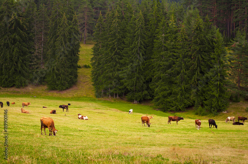 Diary cows in pasture.