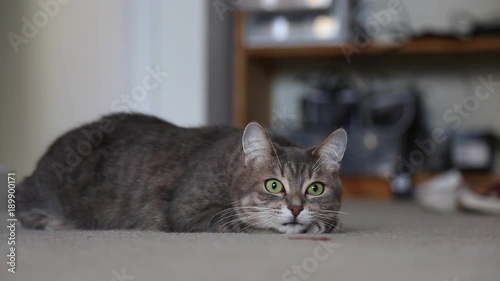Cute greay cat moving head left right background