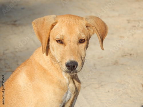 Kuyo Beach Dog