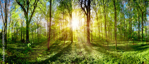 Green forest in spring and summer with bright sun shining through the trees