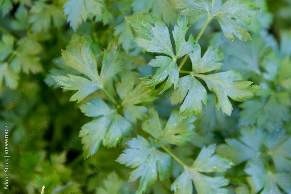 green leaves of fresh organic parsley from the garden green leaves of fresh organic parsley from the garden