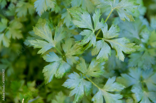 green leaves of fresh organic parsley from the garden