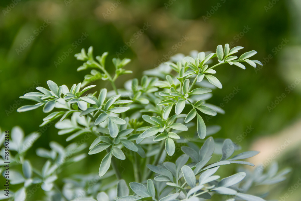 Leaves of the medicinal plant Ruta graveolens with unfocused background Leaves of the medicinal plant Ruta graveolens with unfocused background