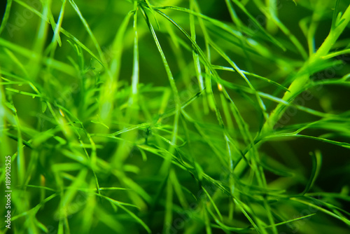 Green Grass Background , Close Up With Selective Focus