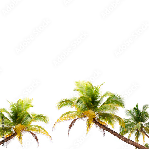 Coconut palm trees frame isolated on white background.