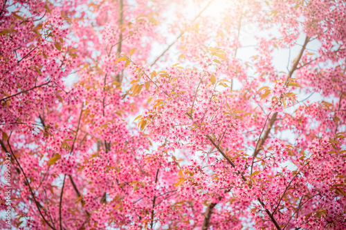 Sakura flower in Japan