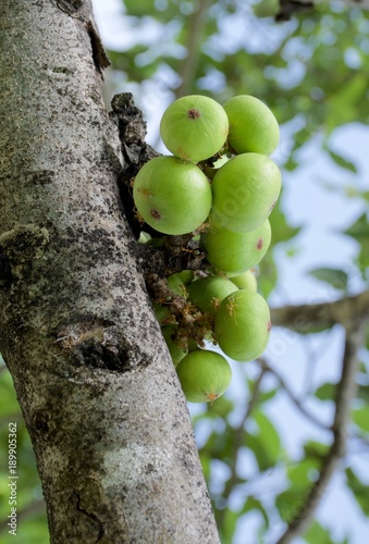 Australian Green Ants crawling over fruit on the trunk of rainforest ficus in Queensland
