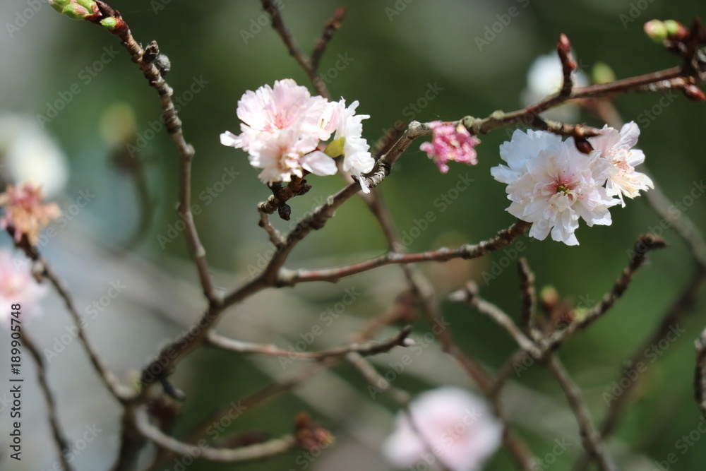 寒桜 寒桜