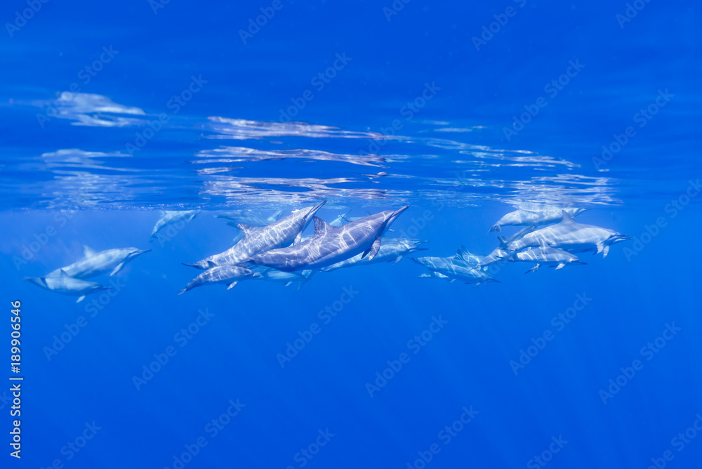 Dolphins at Surface