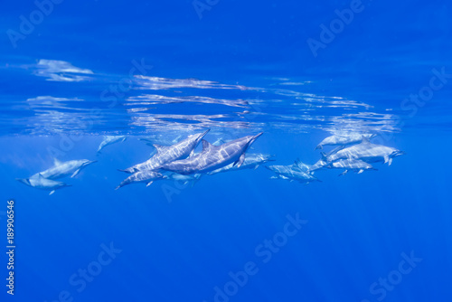 Dolphins at Surface
