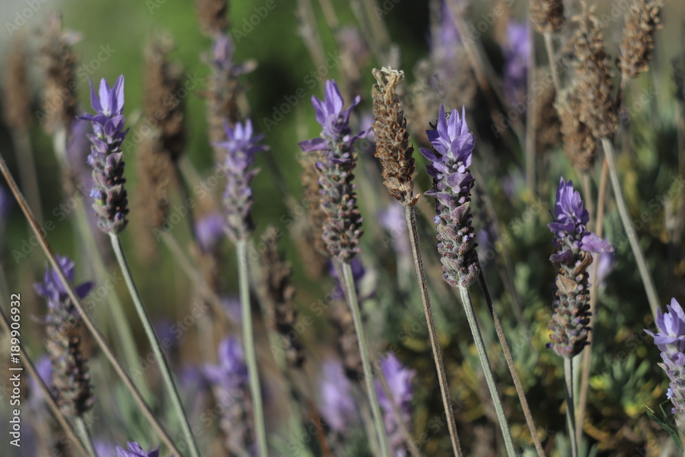 Fototapeta premium Light Lavender background