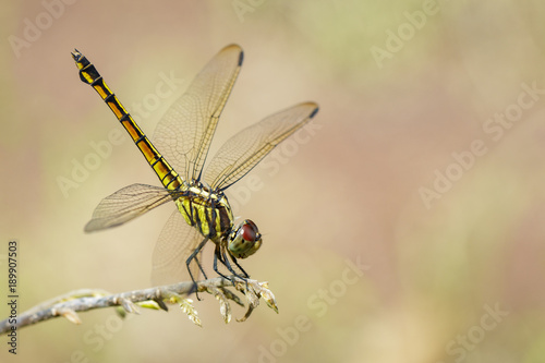 Image of Urothemis Signata dragonflies(female) on the branches on a natural background.