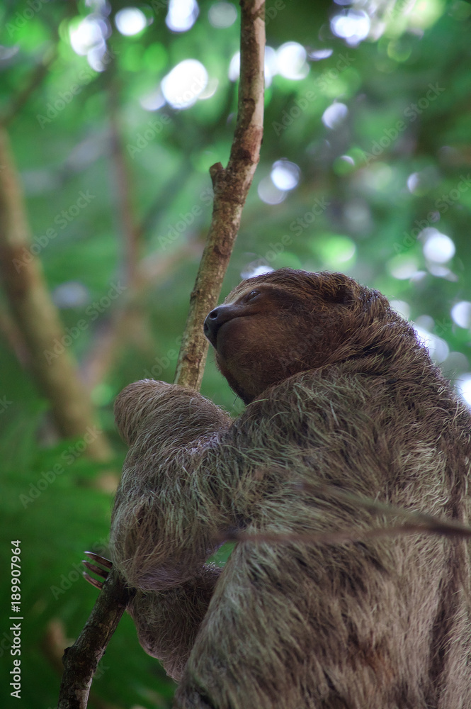 Obraz premium THREE TOED SLOTH