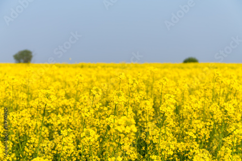 rapeseed flower in spring field © chungking