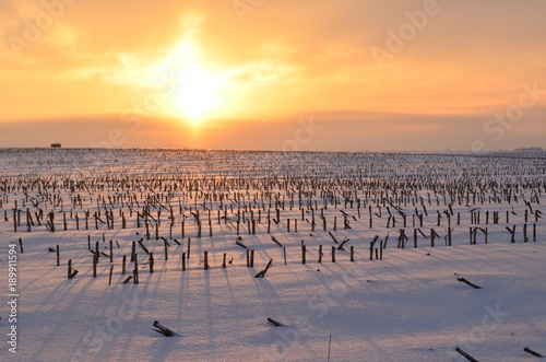 Golden sunrise casting long shadows in a snowy field of cut corn stalks