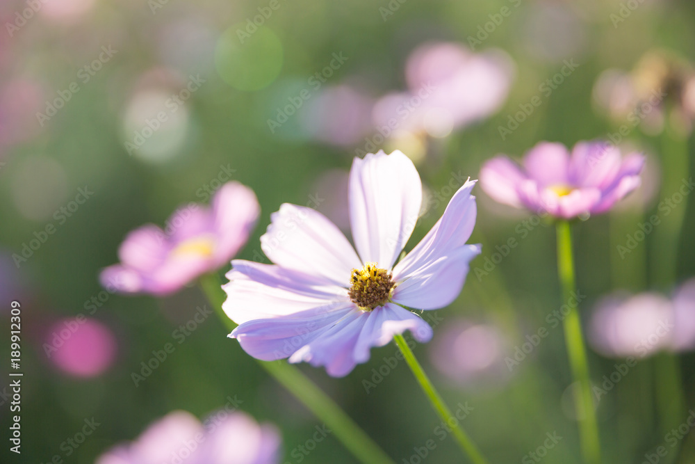 Cosmos flower close up on sunset background with soft selective focus Cosmos flower close up on sunset background with soft selective focus