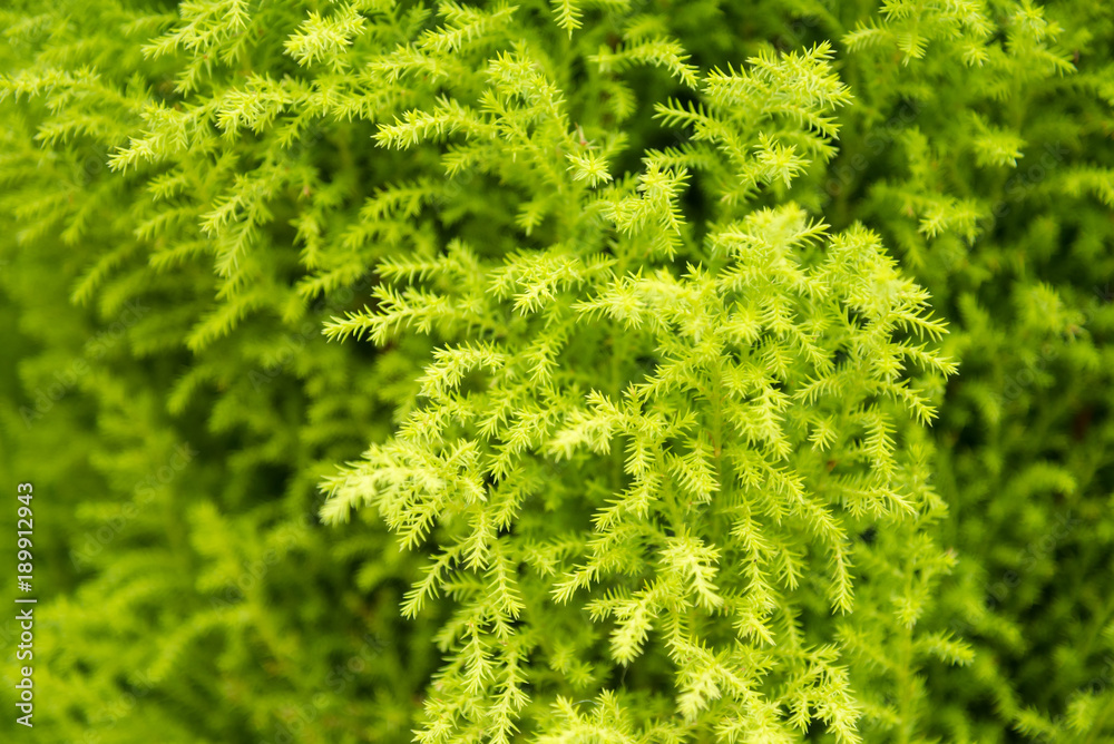 Fresh green fern leafs for nature background.Thailand. Fresh green fern leafs for nature background.Thailand.