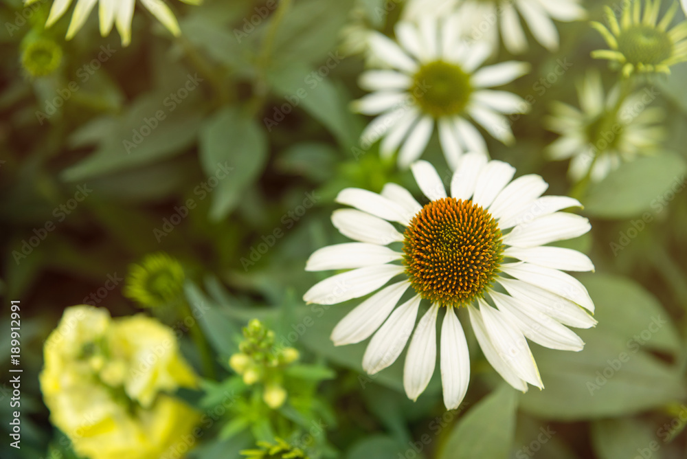 Fototapeta premium Echinacea purpurea White Swan flower in garden.Thailand.