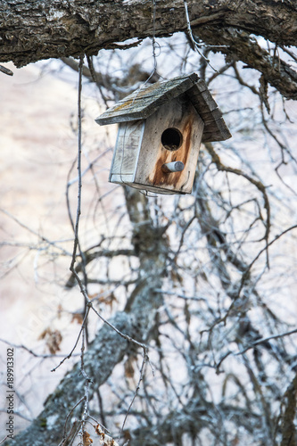Lost Bird House in the Forest