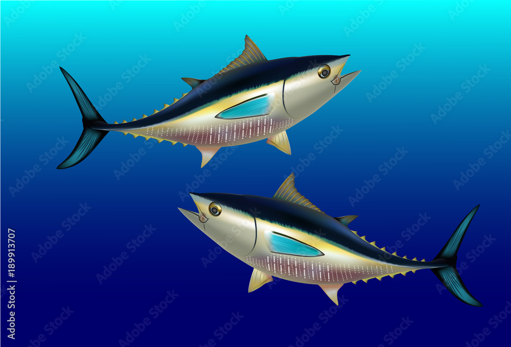 Naklejka premium Bluefin tuna Thunnus thynnus saltwater fish underwater blue sea