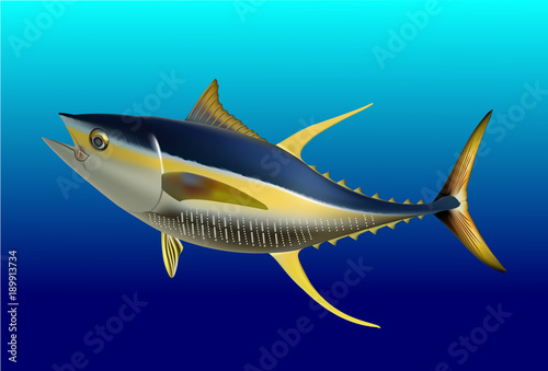 Yellow fin tuna, realistic sea fish illustration on blue background