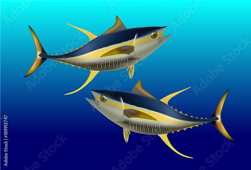 Yellow fin tuna, realistic sea fish illustration on blue background