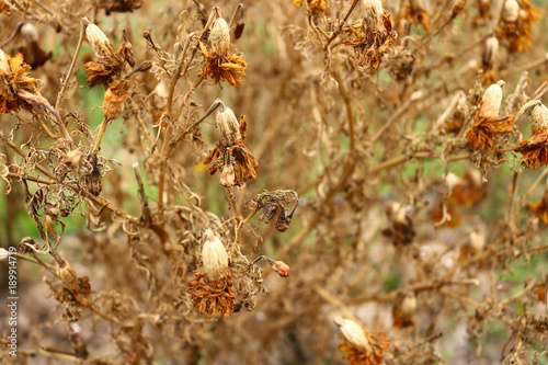 closeup of dry marigold flower on plant