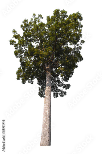 dipterocarpus tree isolated on white background with Clipping Path © kuarmungadd