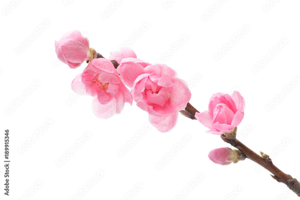 Fototapeta premium 桃の花