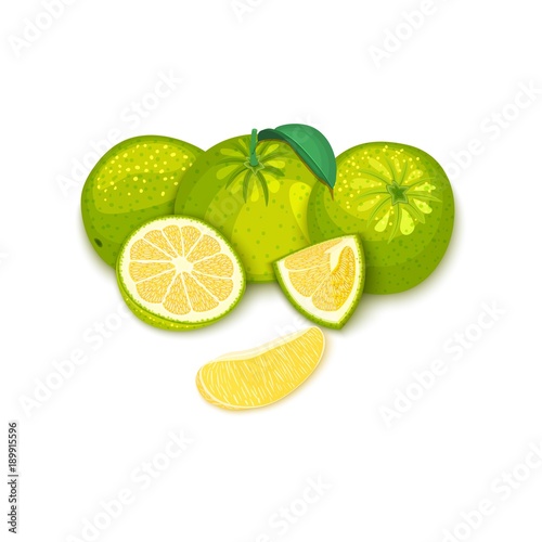 Composition of tropical grapefruit fruits. Vector card illustration. Group of ripe vector citrus pomelo fruit whole and slice for design of food packaging breakfast, detox, cosmetics cream, jam, juice