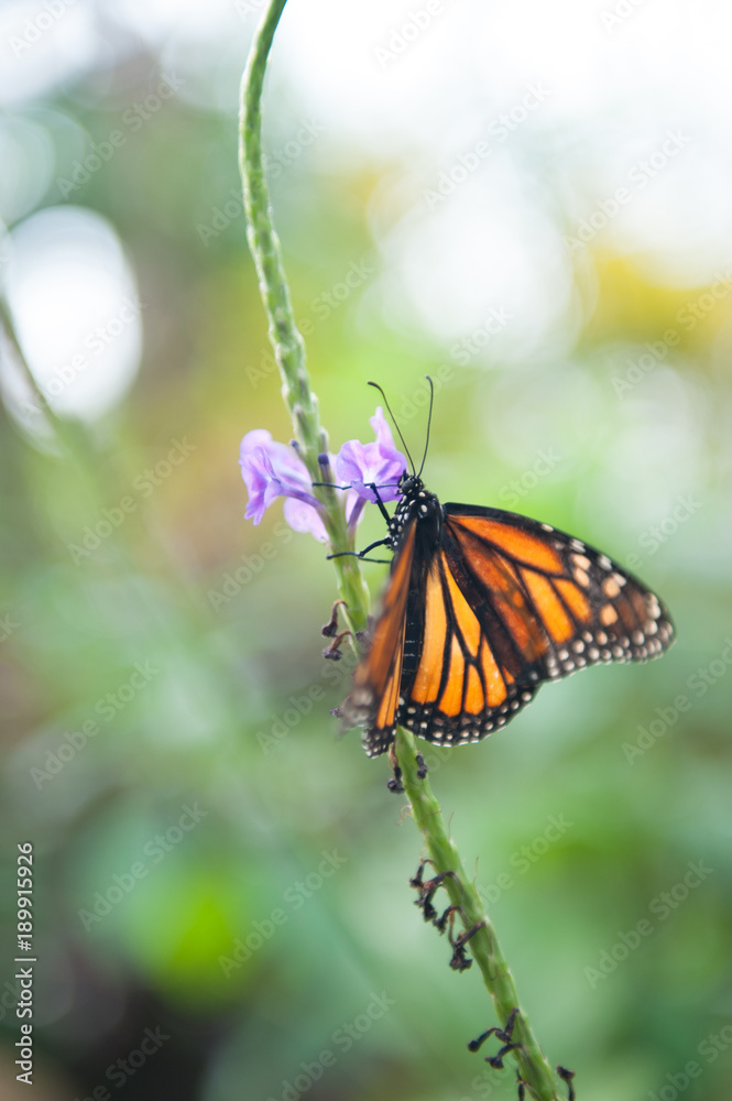 Naklejka premium Butteryflies in Garden