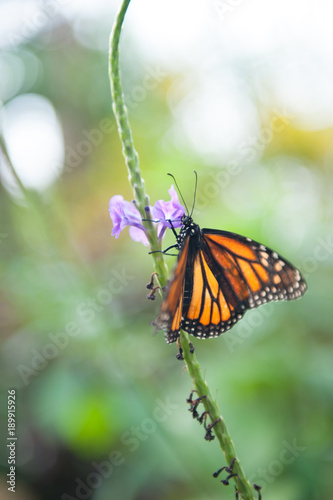 Butteryflies in Garden © wilgory