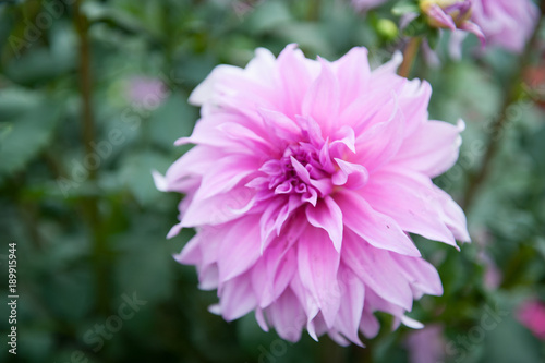 Flower in Garden