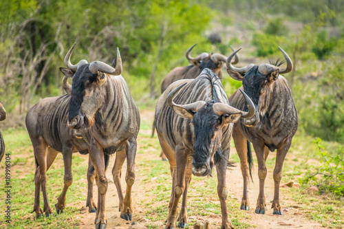 Wildebeests on African Safari