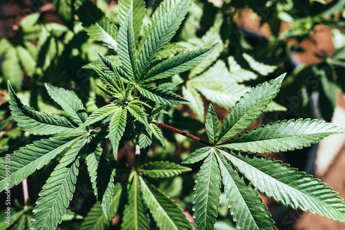 Marijuana plant up close - sativa