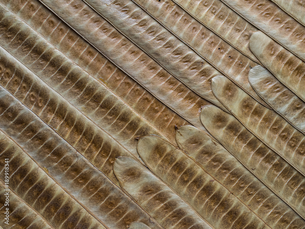 Fototapeta premium texture of a green plant