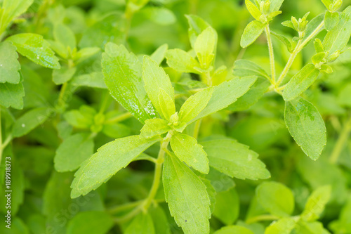 Background of Stevia rebaudiana Bertoni Grown As a biennial plant. There are more sweeteners than sugar. Used in the treatment of diabetes. And those who want to control weight.