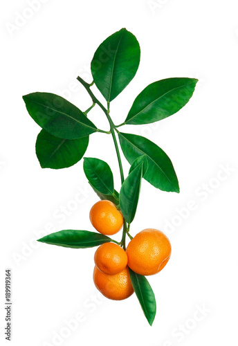 tangerines on branch isolated on white