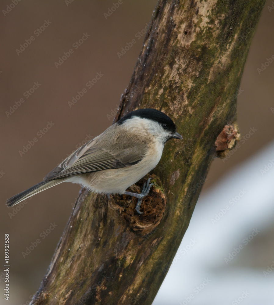 Obraz premium Wildlife photo - willow tit on old wood with snow in winter, Slovakia forest, Europe