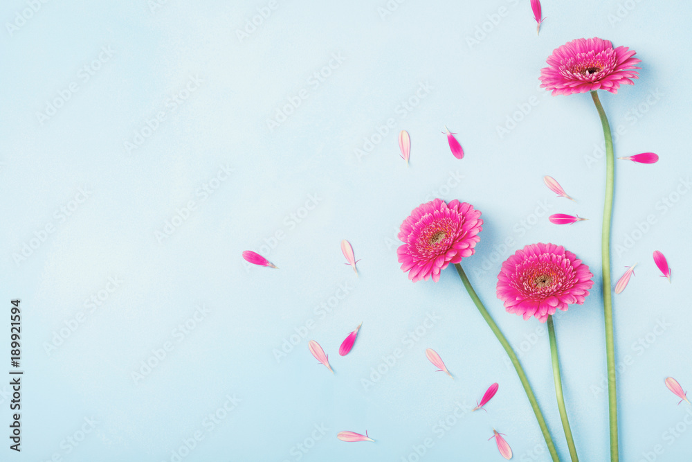 Beautiful spring pink flowers on blue pastel table top view. Floral border. Flat lay style. - obrazy, fototapety, plakaty 