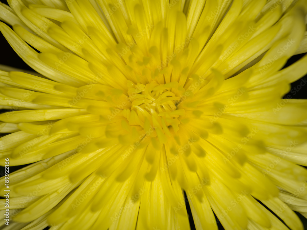 Yellow petals background. Macro shot with shallow depth of field. Yellow petals background. Macro shot with shallow depth of field.