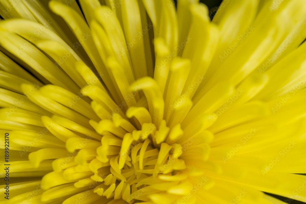 Fototapeta premium Yellow petals background. Macro shot with shallow depth of field.