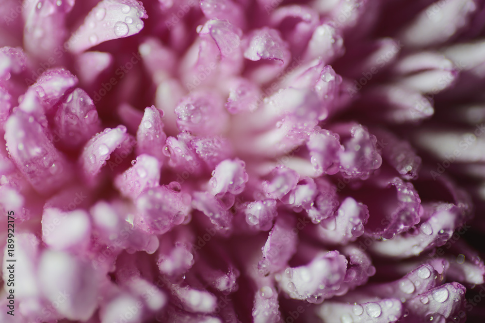 Water drop on pink petals. Macro shot with shallow depth of field. Water drop on pink petals. Macro shot with shallow depth of field.